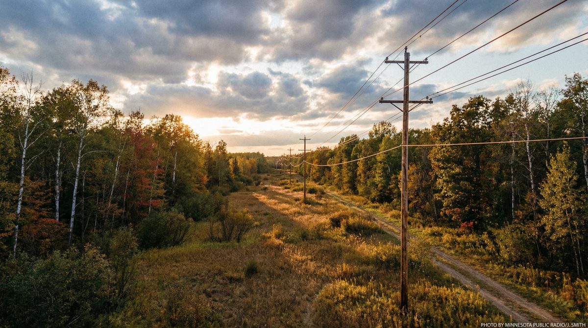 Utility Vegetation Management: What Property Owners and Municipalities Need to Know