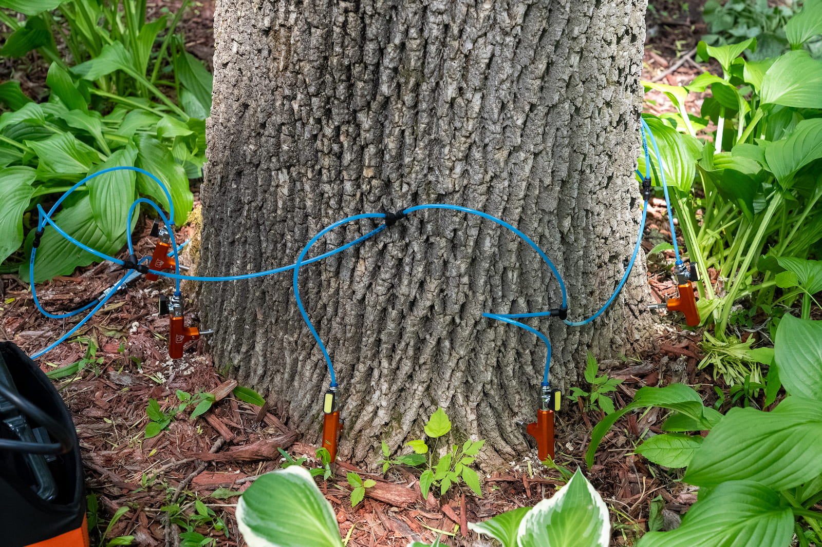 Completed emerald ash borer trunk injection with dosing lines around the base of an ash tree